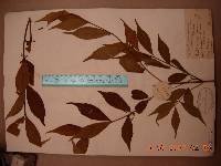 Callicarpa japonica image