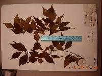 Callicarpa japonica image