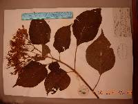 Clerodendrum trichotomum image