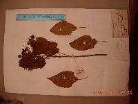 Clerodendrum trichotomum image