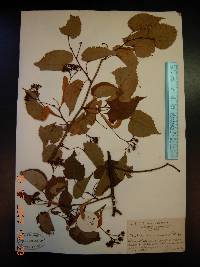 Tilia amurensis image