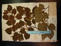 Tilia amurensis image