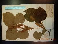 Tilia mandshurica image