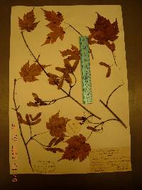 Acer barbinerve image