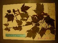 Acer barbinerve image