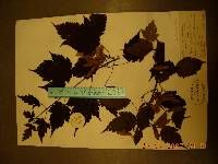 Acer barbinerve image