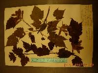 Acer barbinerve image