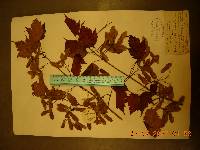 Acer barbinerve image