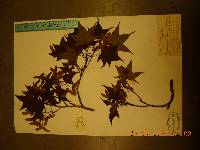 Acer tataricum subsp. ginnala image