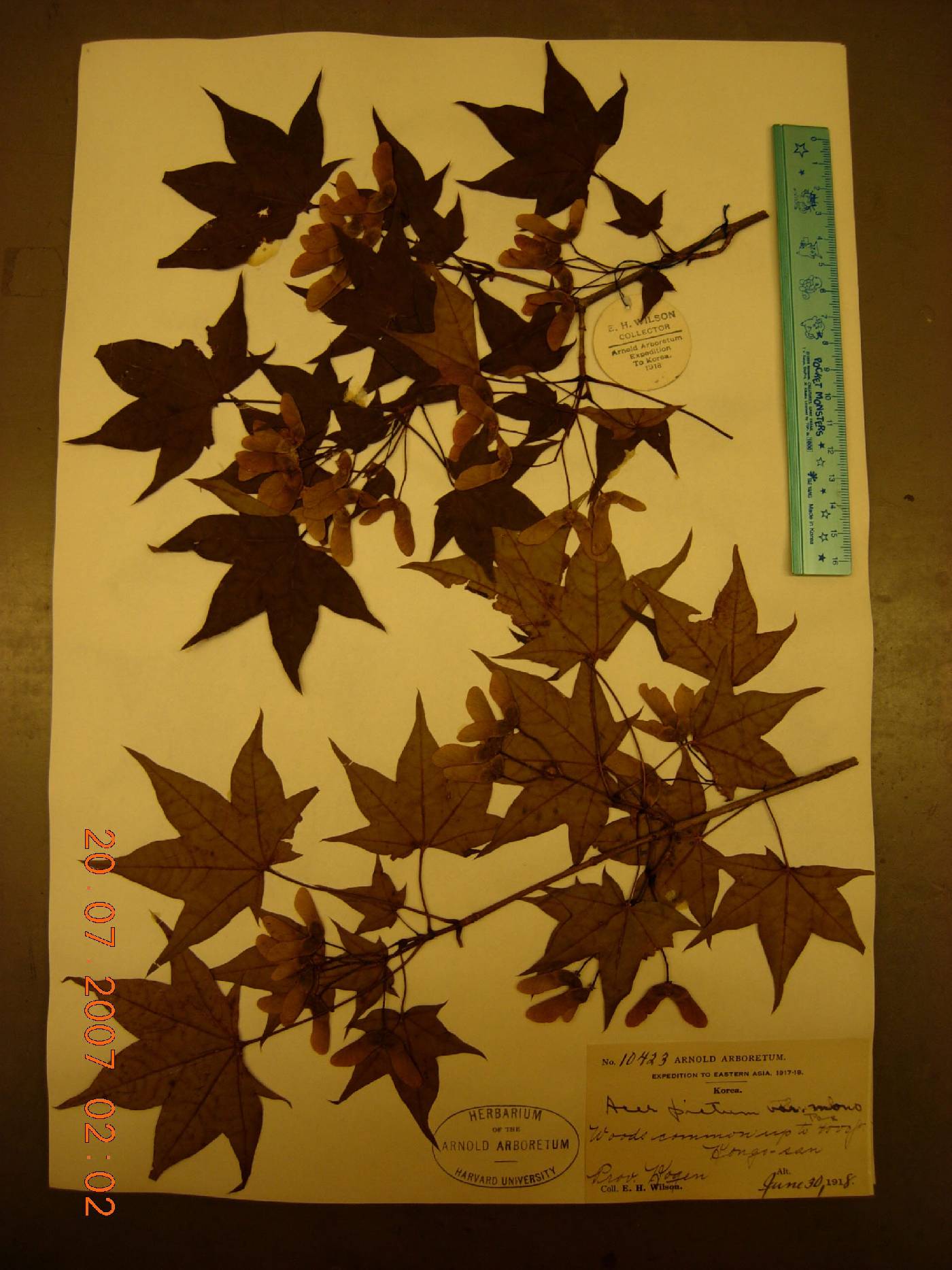 Acer pictum var. mono image