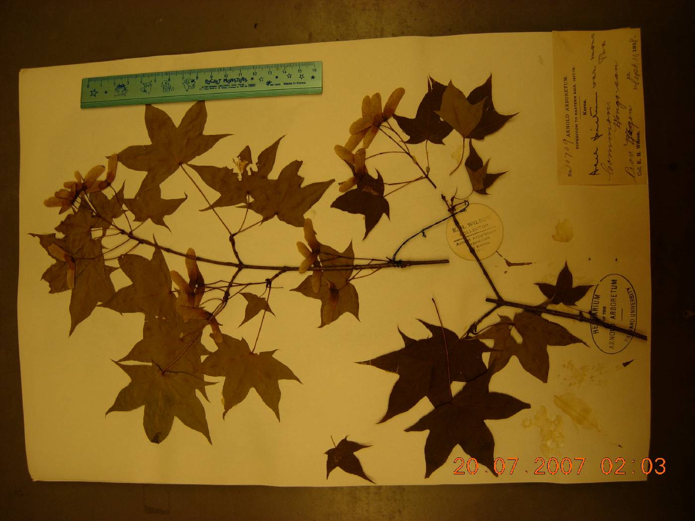 Acer pictum var. mono image