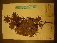 Acer caudatum image