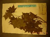 Acer komarovii image