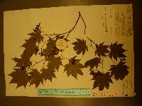 Acer pseudosieboldianum image