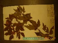 Acer triflorum image