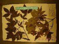Acer triflorum image