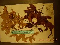 Acer triflorum image