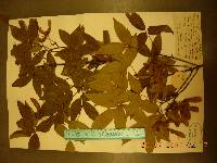 Acer triflorum image