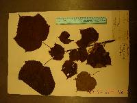 Acer tegmentosum image