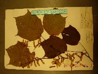 Acer tegmentosum image