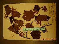 Acer tegmentosum image