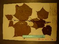 Acer tegmentosum image