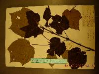 Acer tegmentosum image