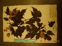 Acer tataricum subsp. ginnala image
