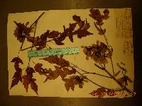 Acer tataricum subsp. ginnala image