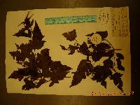 Acer tataricum subsp. ginnala image