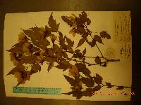 Acer tataricum subsp. ginnala image