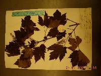 Acer caudatum image
