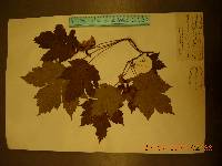 Acer caudatum image