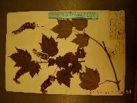 Acer caudatum image