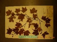 Acer komarovii image