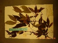 Acer mandshuricum image