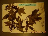 Acer mandshuricum image