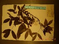 Acer mandshuricum image