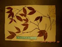 Acer mandshuricum image