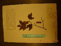 Acer triflorum image