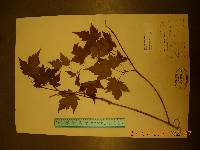 Acer komarovii image