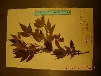 Acer mandshuricum image