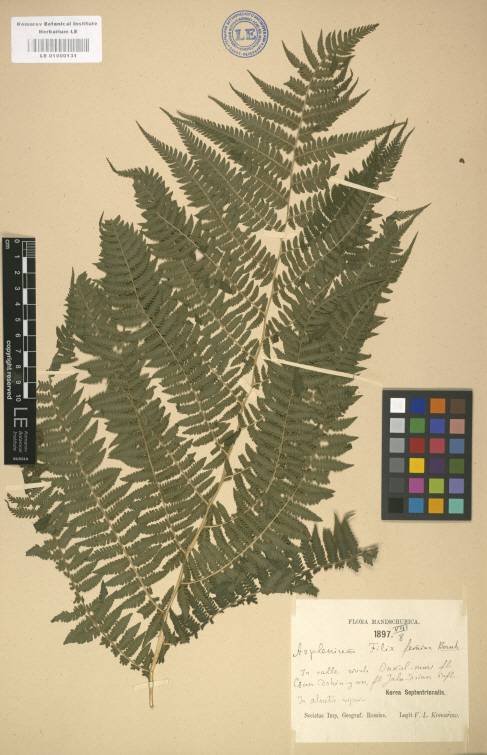 Athyrium filix-femina image