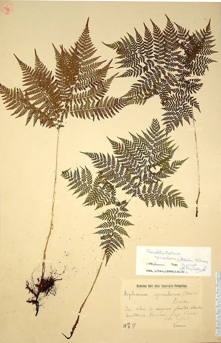 Athyrium spinulosum image