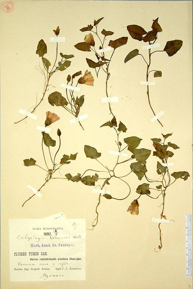 Convolvulaceae image