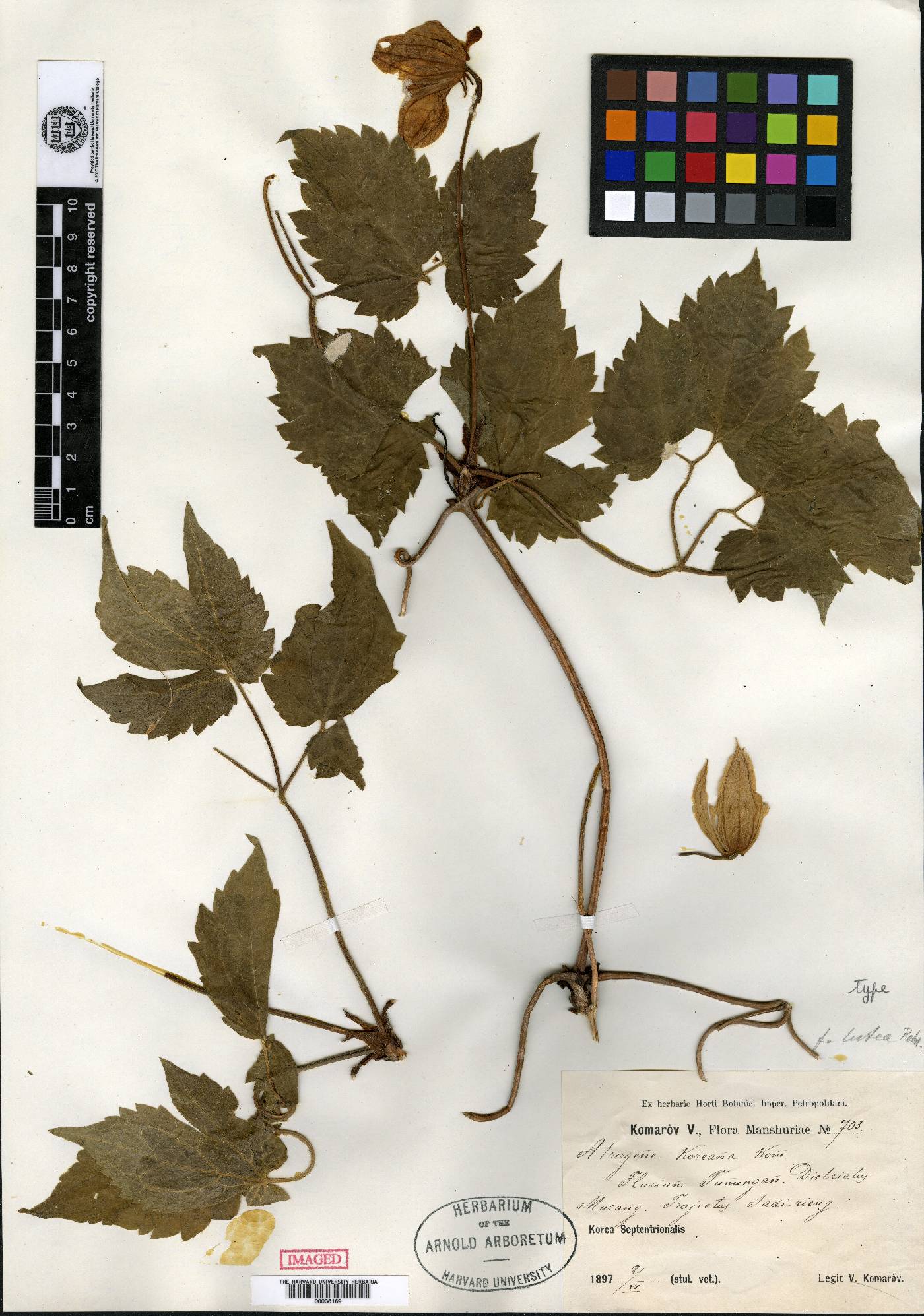 Clematis koreana image