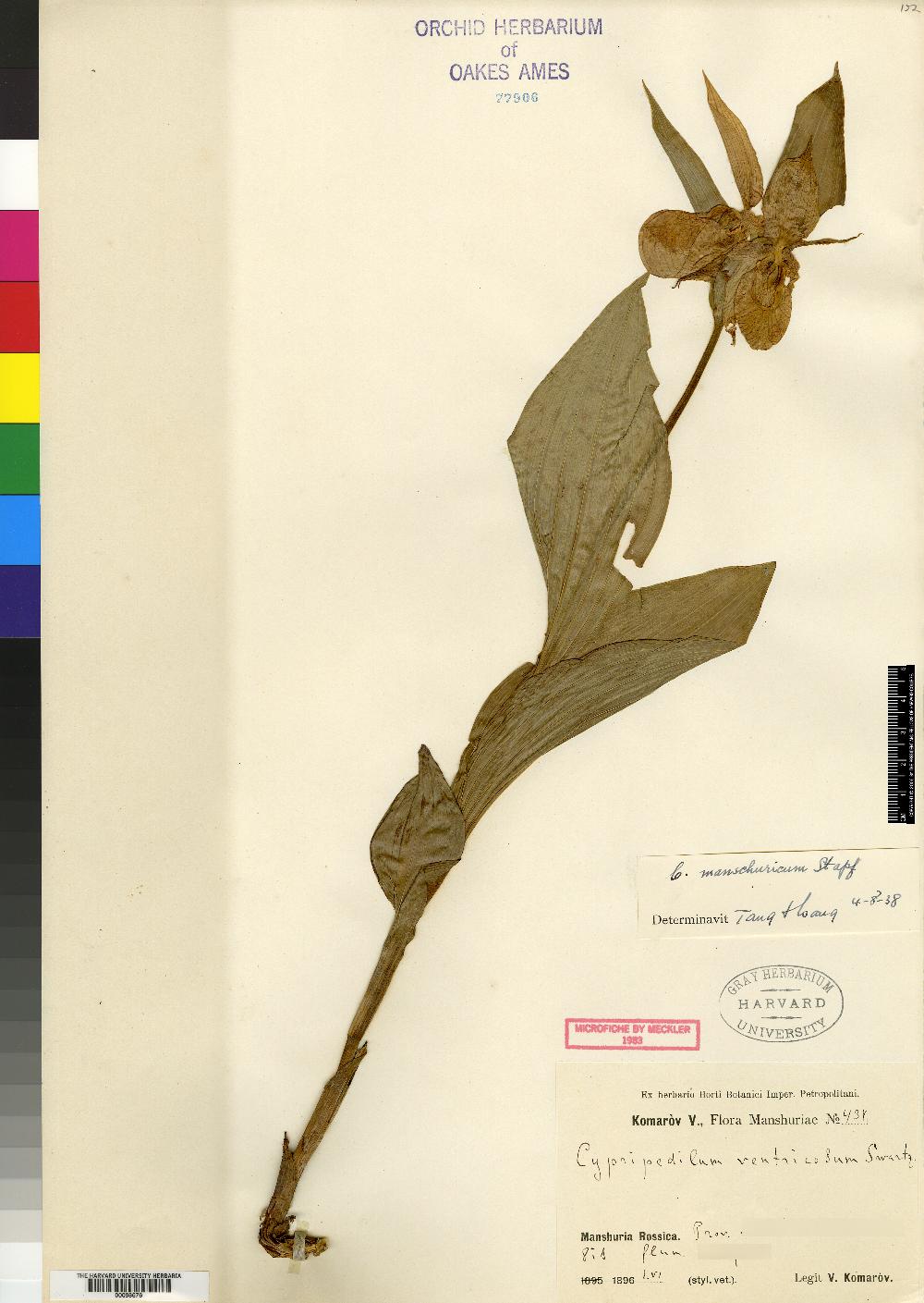 Cypripedium × ventricosum image