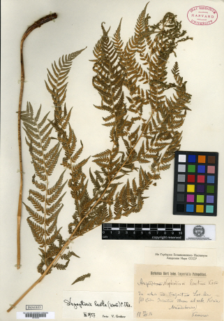 Dryopteris goeringiana image