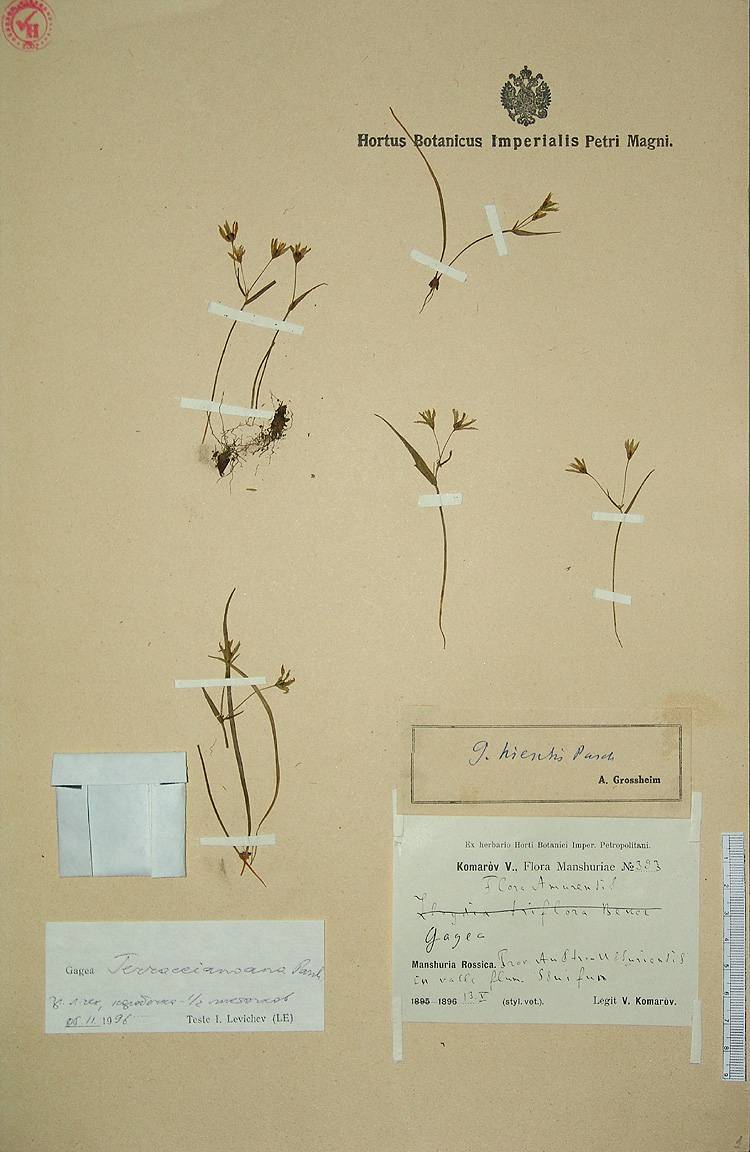 Gagea pauciflora image