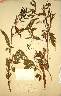 Image of Glycyrrhiza pallidiflora